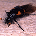 Escarabajo Enterrador - Photo (c) David R. Madison, algunos derechos reservados (CC BY)
