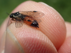 Aglaostigma aucupariae