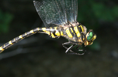 Cordulegaster picta