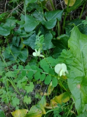 Vicia hybrida