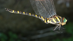 Cordulegaster picta