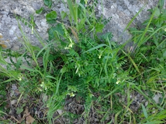 Vicia hybrida