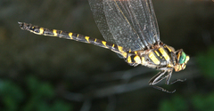 Cordulegaster picta