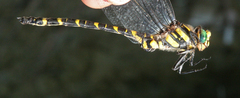 Cordulegaster picta