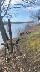 Branta canadensis