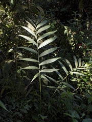 Chamaedorea vulgata