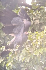 Polyboroides radiatus