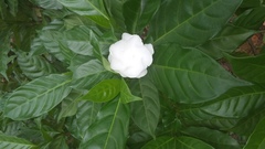 Gentianales