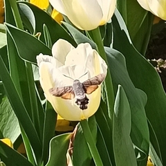 Macroglossum stellatarum