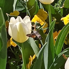 Macroglossum stellatarum