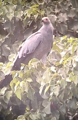 Polyboroides radiatus