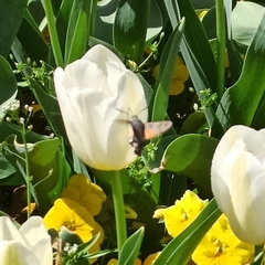 Macroglossum stellatarum