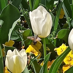 Macroglossum stellatarum