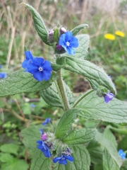 Pentaglottis sempervirens