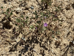 Eremalche parryi kernensis