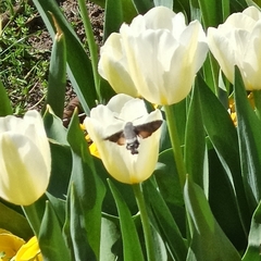 Macroglossum stellatarum