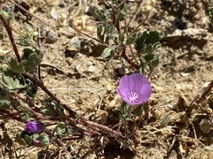 Eremalche parryi kernensis