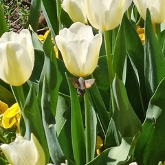 Macroglossum stellatarum