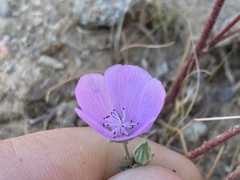 Eremalche parryi kernensis