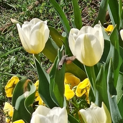 Macroglossum stellatarum