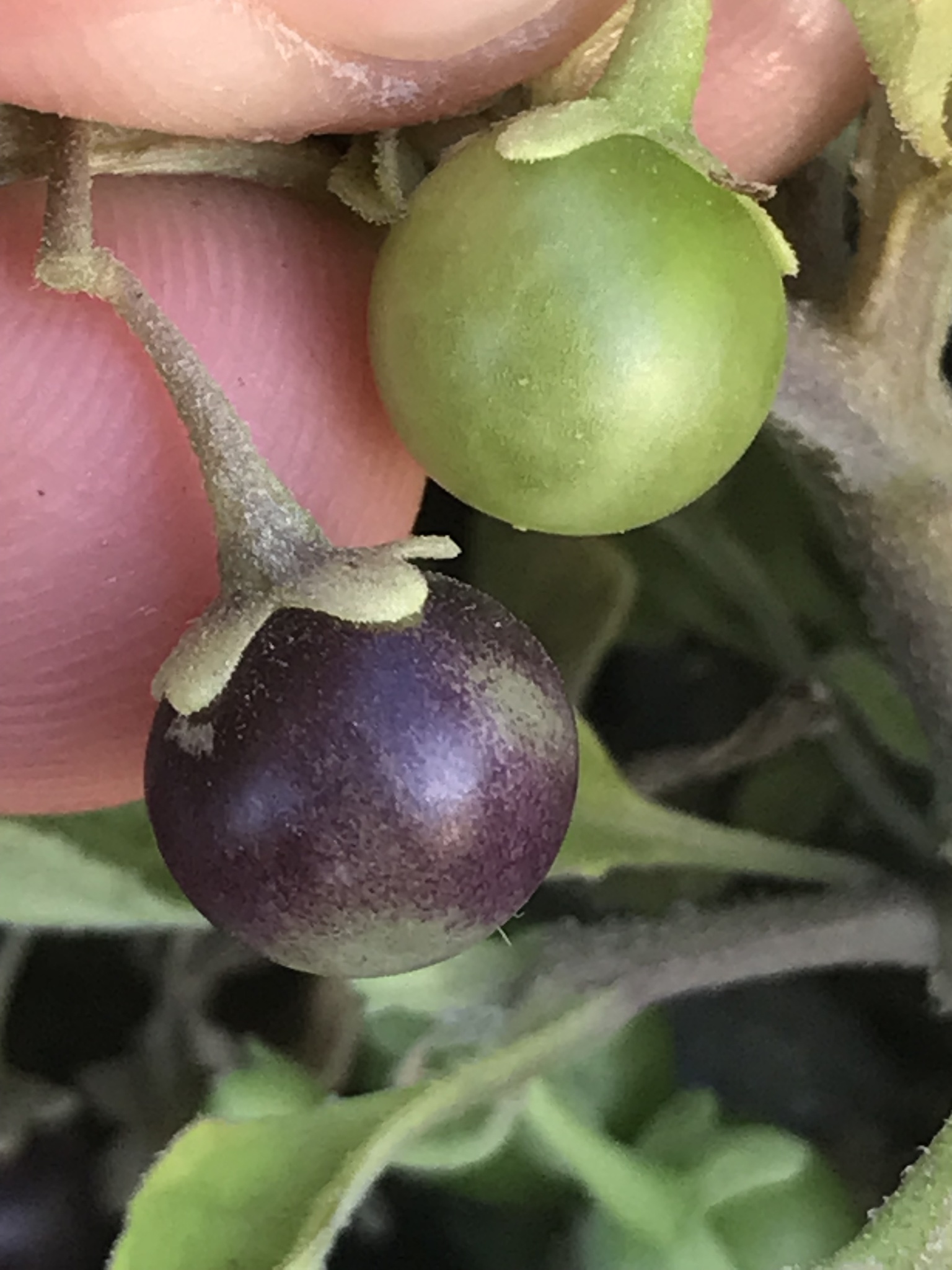 Imagem de Solanum sanfurgoi não possui um nome popular amplamente reconhecido no Brasil