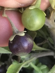 Solanum sanfurgoi