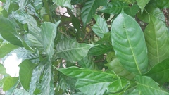 Gentianales