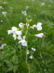 Cardamine pratensis