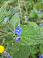Pentaglottis sempervirens