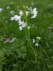 Cardamine pratensis
