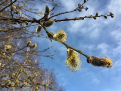 Salix