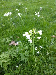Cardamine pratensis