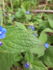 Pentaglottis sempervirens