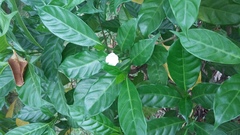 Gentianales