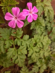Geranium robertianum