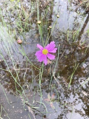 Coreopsis nudata