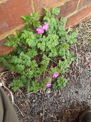 Geranium robertianum