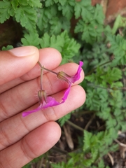 Geranium robertianum