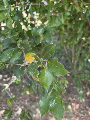 Malpighia emarginata
