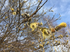 Salix