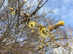 Salix