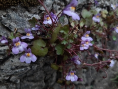 Cymbalaria muralis