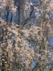 Prunus