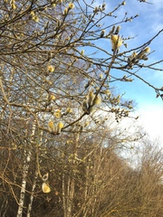 Salix