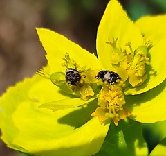 Anthrenus pimpinellae