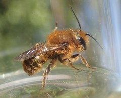 Osmia latreillei