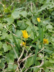 Ficaria verna