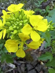 Rhamphospermum arvense