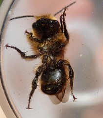 Osmia latreillei