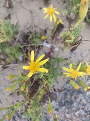 Senecio platensis